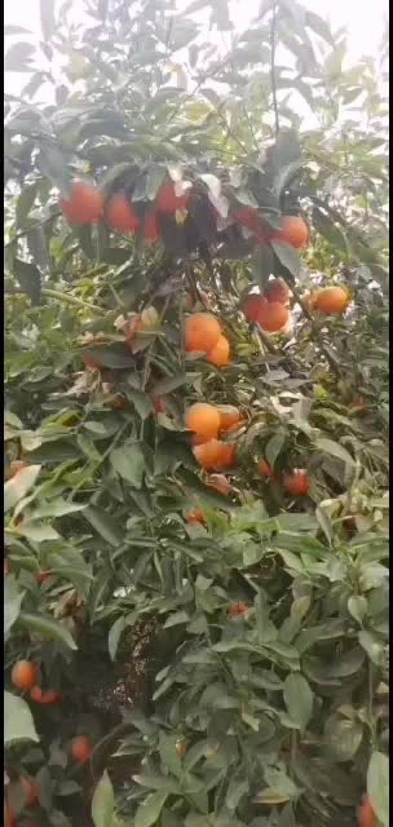 现在目前有十万斤有哪个老板看上的嘛
