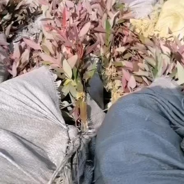 桉树苗，29品种，泥杯