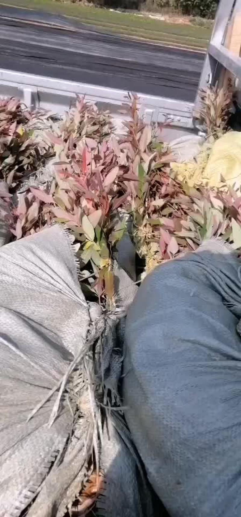 桉树苗，29品种，泥杯