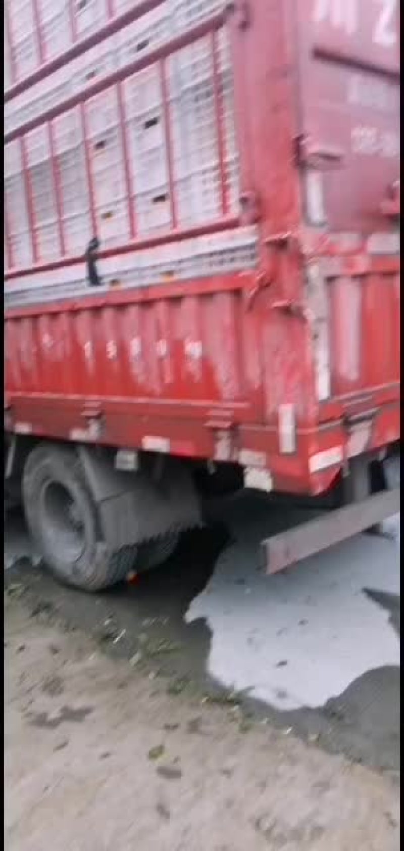 脐橙：鹅蛋柑味道好甜：美观色香味
