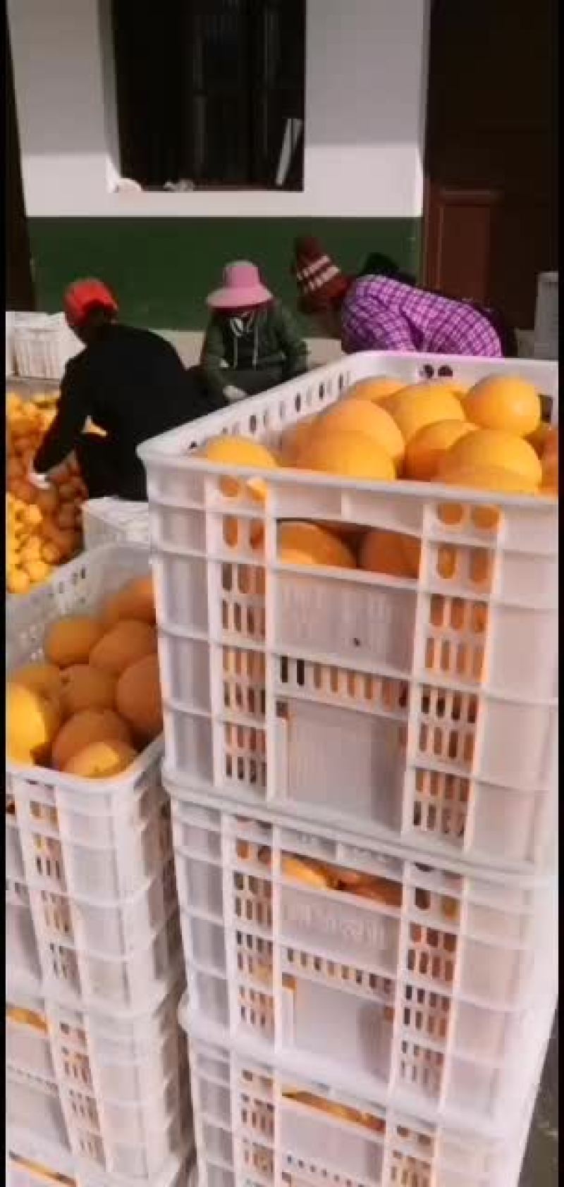脐橙：鹅蛋柑味道好甜：美观色香味