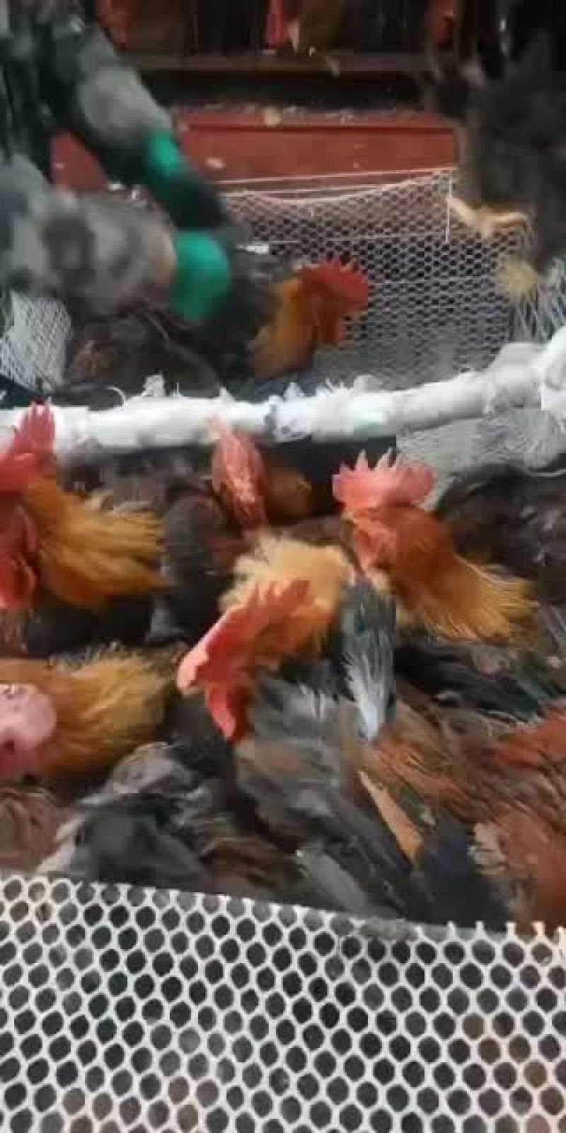 活鸡批发主做大公鸡（青腿/380）