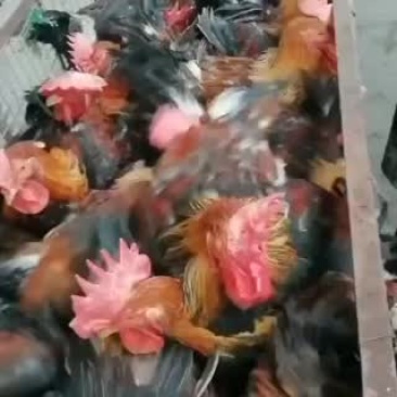 活鸡批发主做大公鸡（青腿/380）