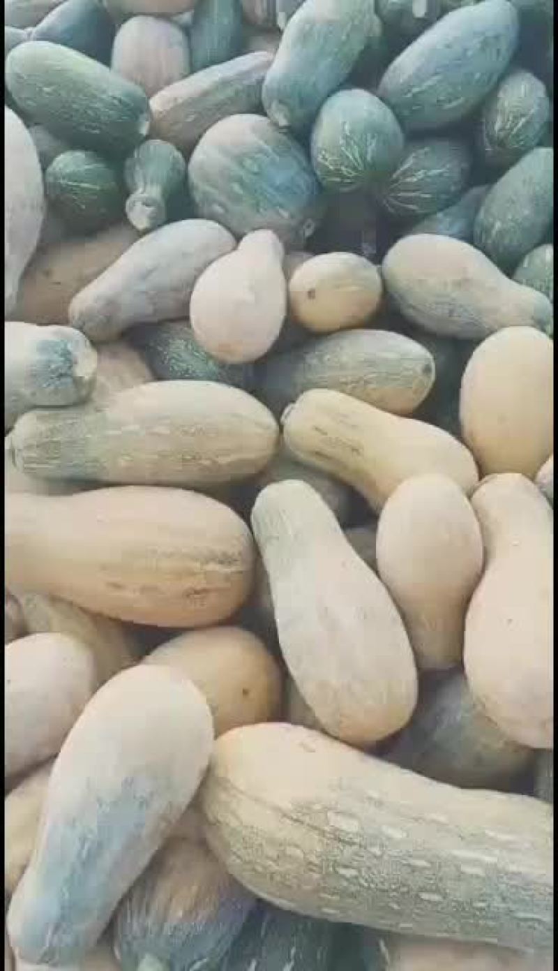 密本南瓜~新鲜的密本大南瓜上市中