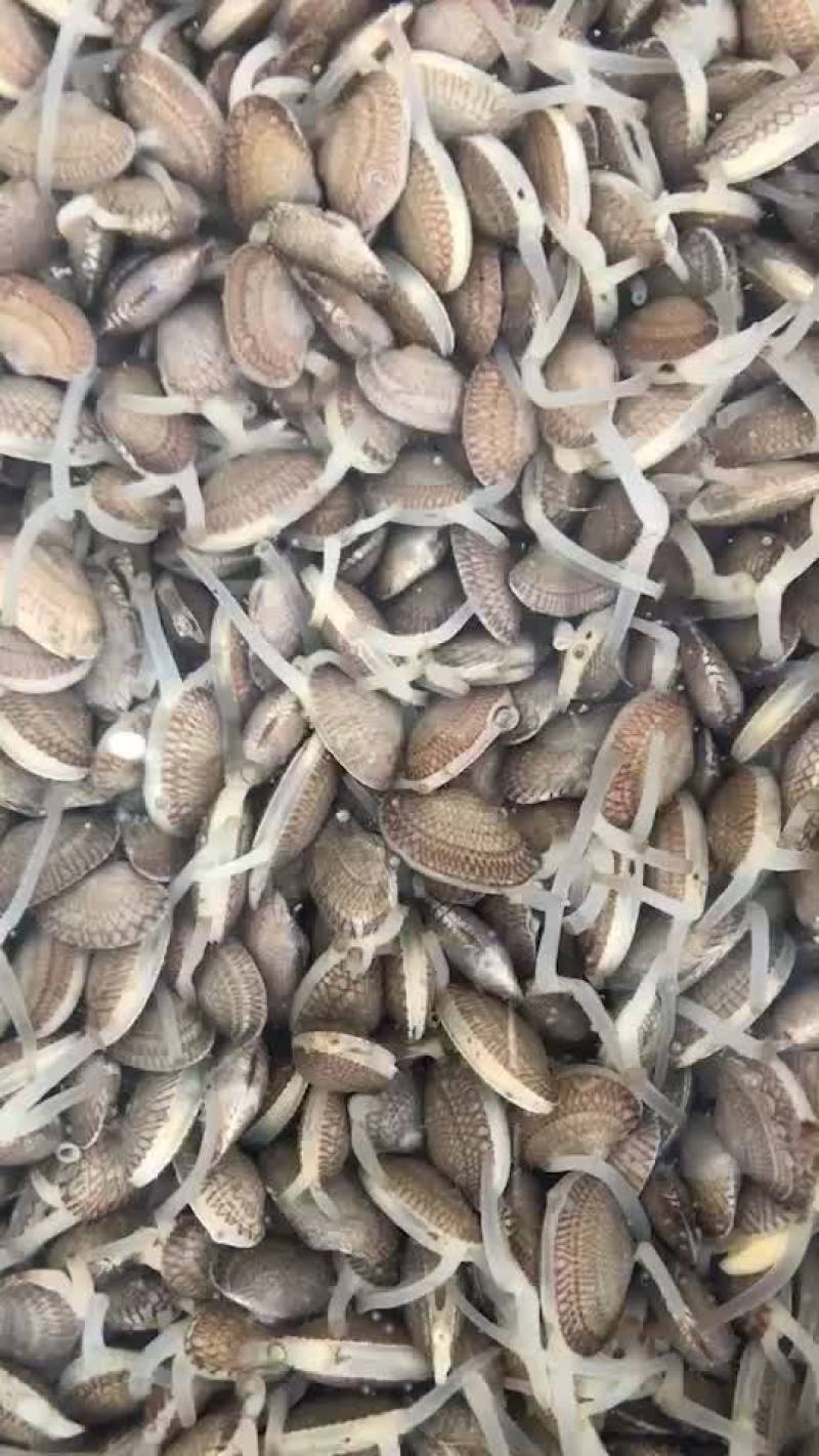 花甲螺，油甲降价销售，靓货好吃一手货源