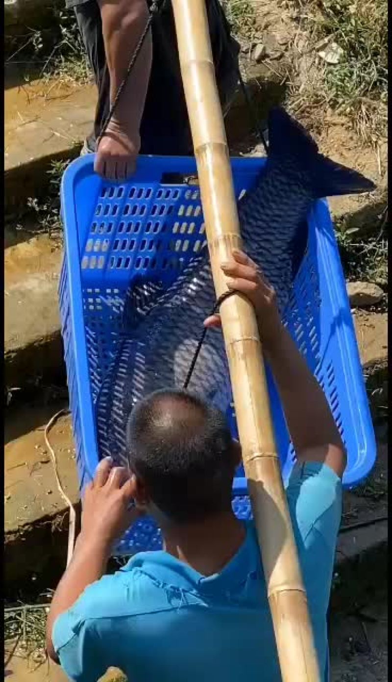 大量量出售10斤到70斤水库大青鱼
