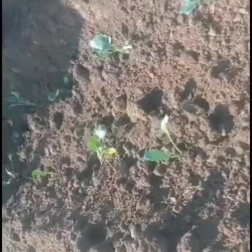 移栽机，整地机械，起垄机，耕地机铺膜机地膜机多功能移栽机