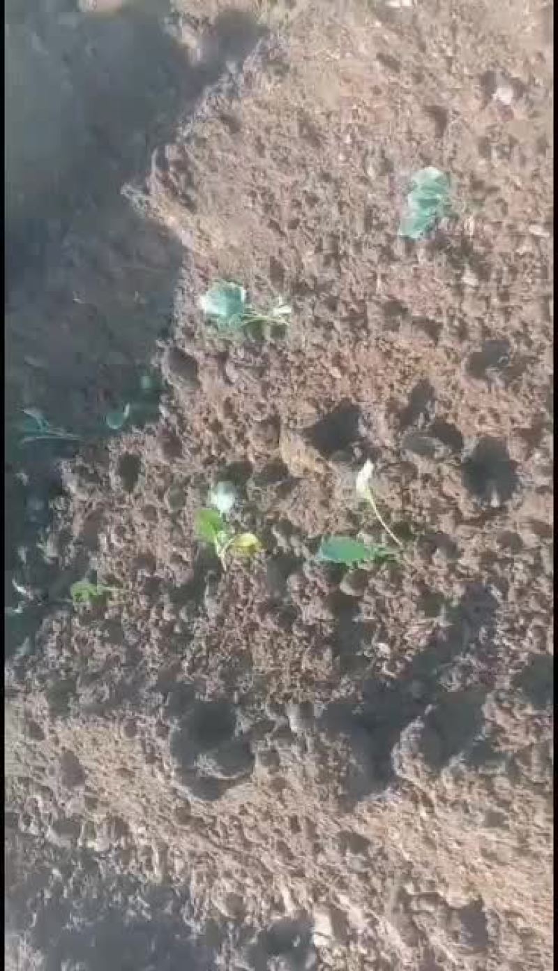 移栽机，整地机械，起垄机，耕地机铺膜机地膜机多功能移栽机