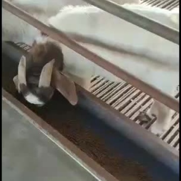 长年供应正宗纯种波尔山羊