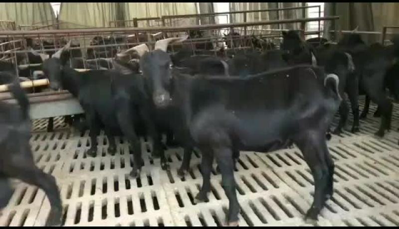 姆比亚黑山羊大量现货买十只送一只什么规格都有