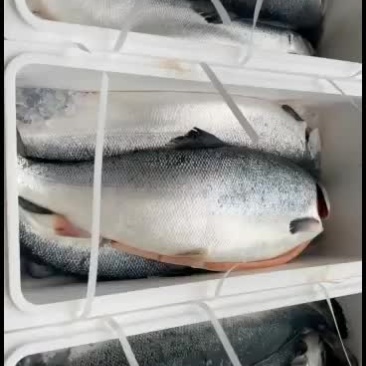 批发零售挪威三文鱼9