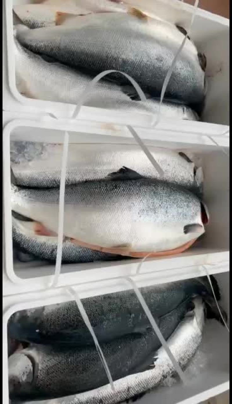 批发零售挪威三文鱼9