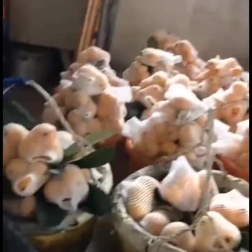 自家果园里的批杷又大又甜