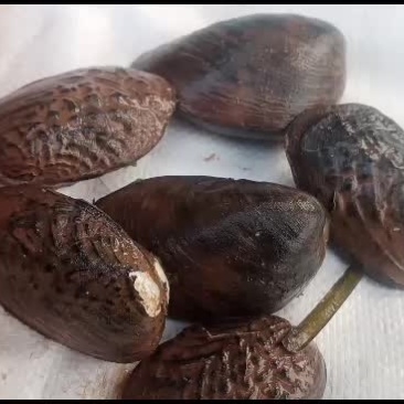 河蚌背瘤丽蚌圆珠丽蚌