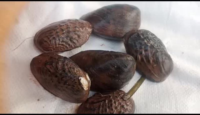 河蚌背瘤丽蚌圆珠丽蚌