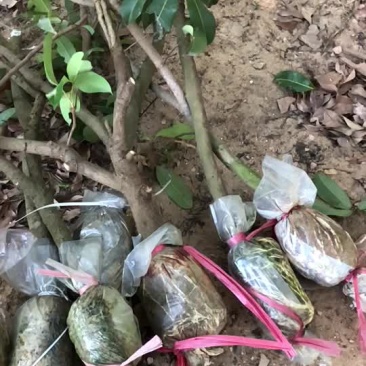 正宗基岗村仙进奉高压圈枝苗