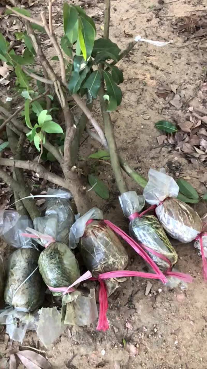 正宗基岗村仙进奉高压圈枝苗