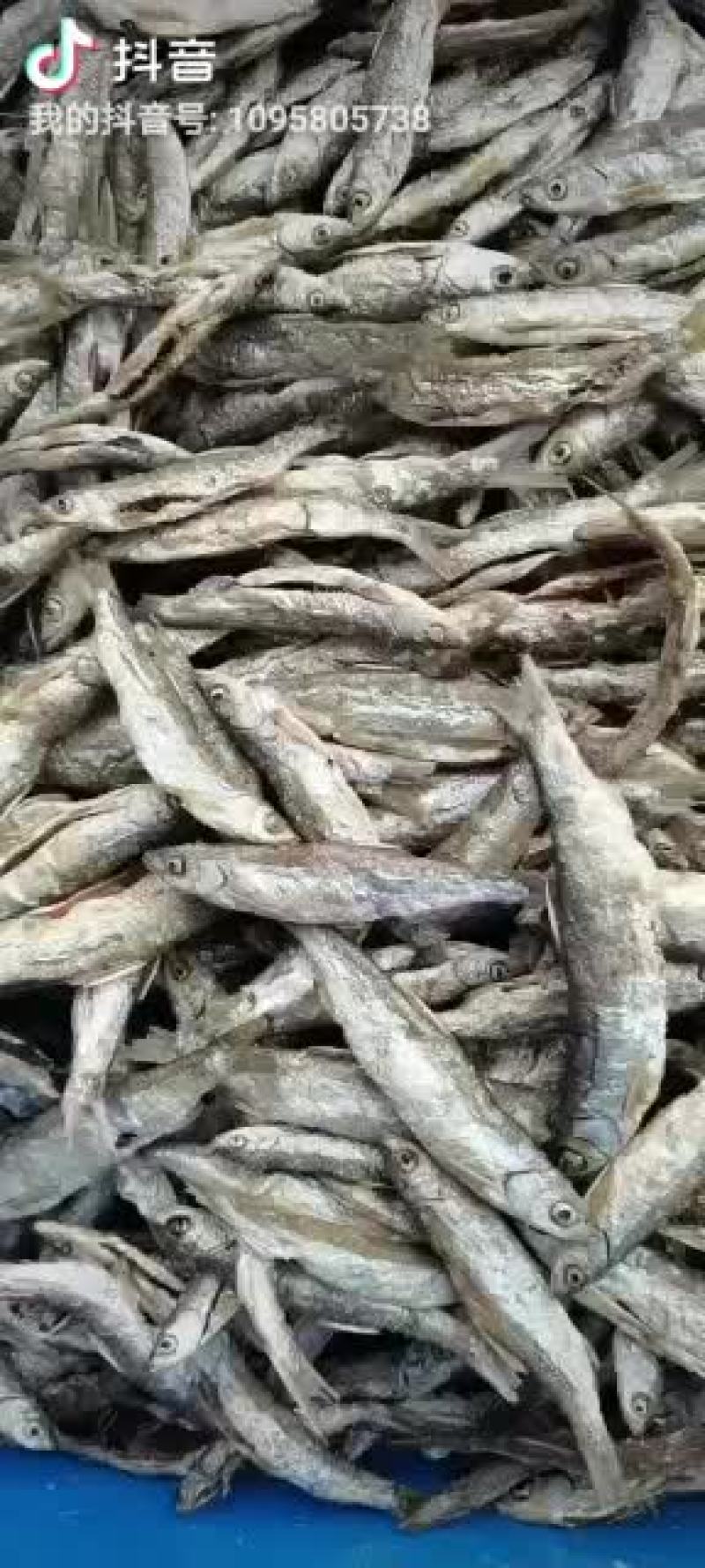 开肚油炸小白条，镰刀，专供批发商
