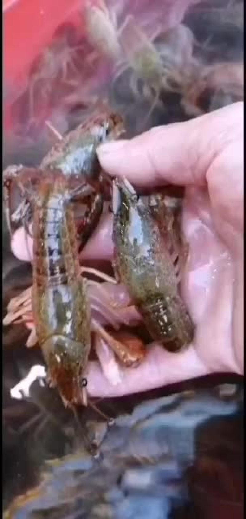 黄鳝：优品本土品种黄鳝大量有货各类水产批发