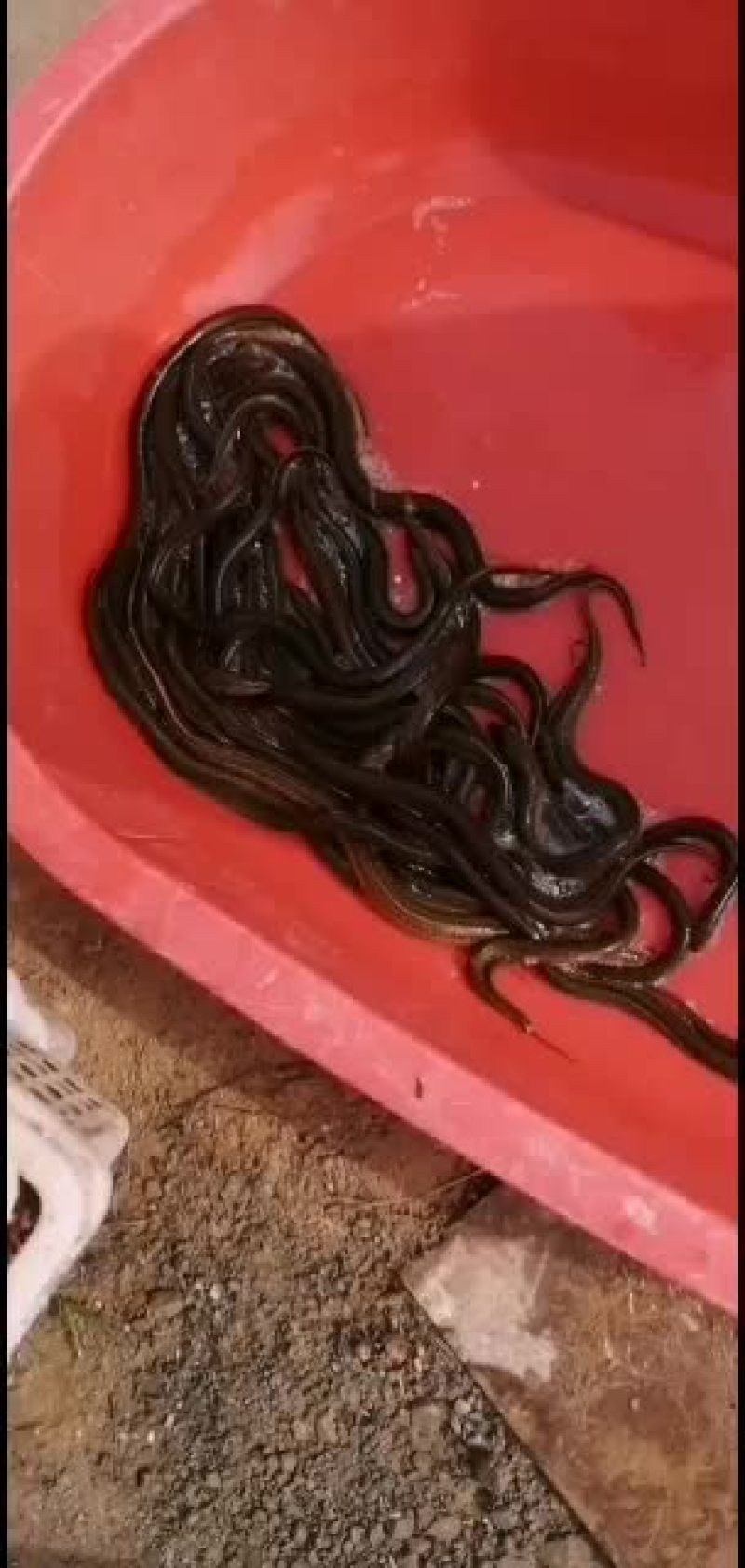 黄鳝：优品本土品种黄鳝大量有货各类水产批发