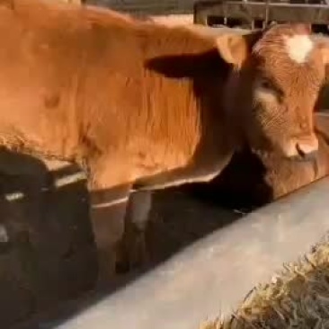 牛犊精品大量出栏需要的快来吧买十头送一头