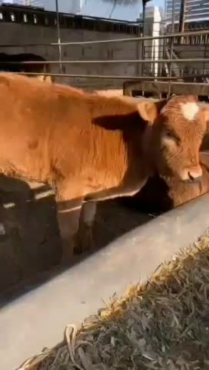 牛犊精品大量出栏需要的快来吧买十头送一头