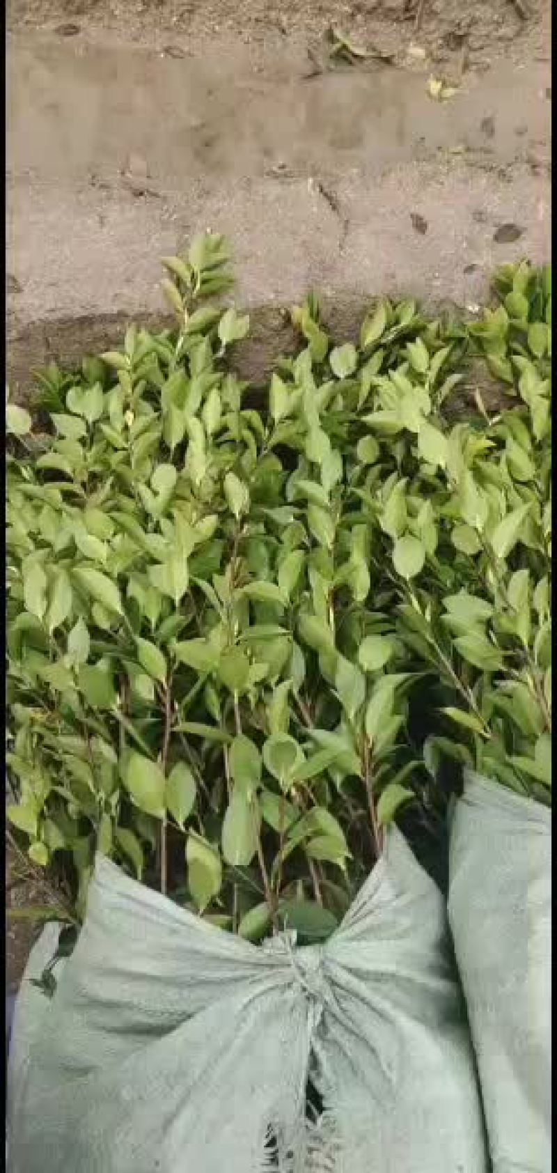 燕子良种嫁接油茶苗批发