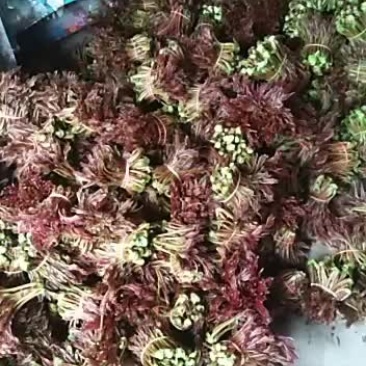 大量批发香椿芽欢迎各地老板产