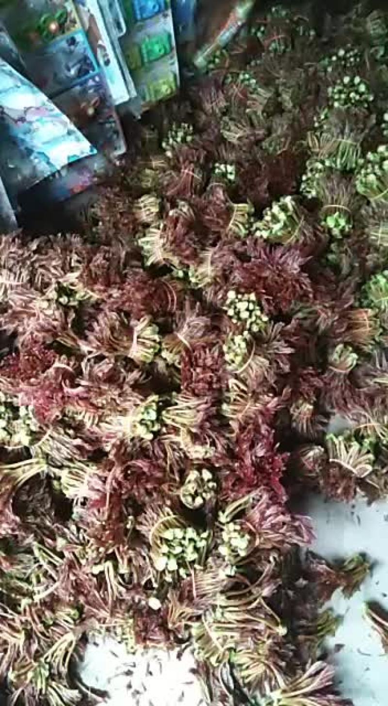 大量批发香椿芽欢迎各地老板产