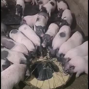 巴马香猪，出售中，要的联系