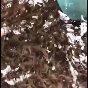 塘角鱼苗，三黄塘角鱼苗，黄优4代塘鲺鱼苗