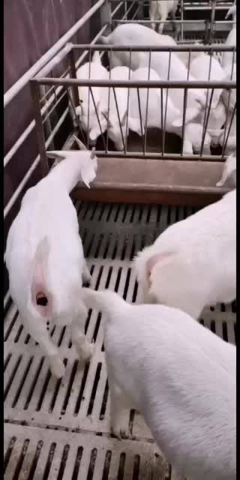 山羊优质品种抗病能力强长势快耐粗食易饲养