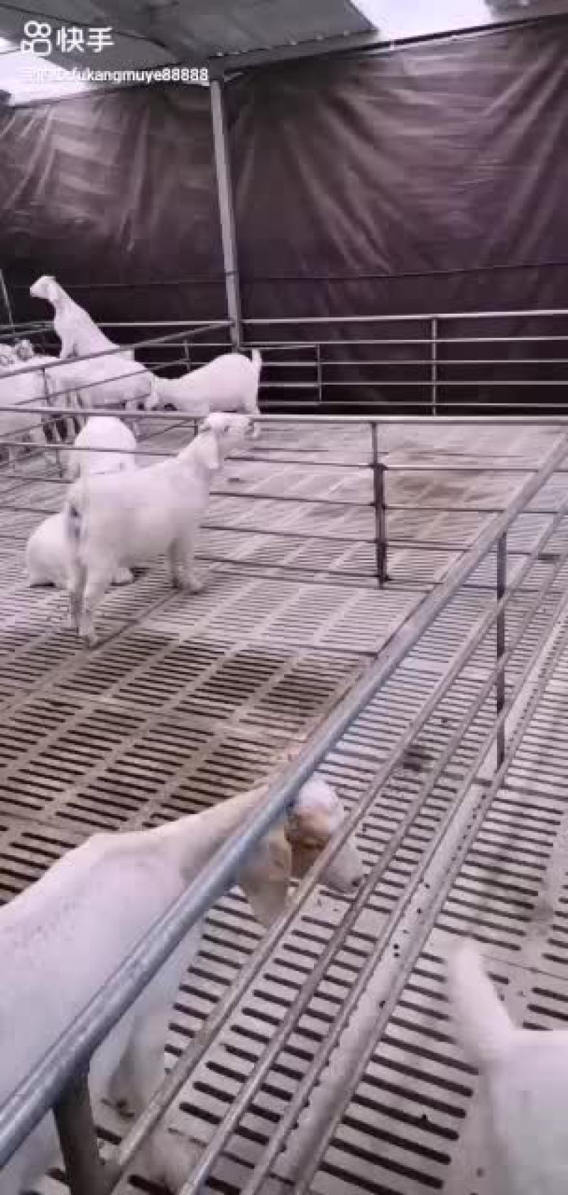 山羊优质品种抗病能力强长势快耐粗食易饲养
