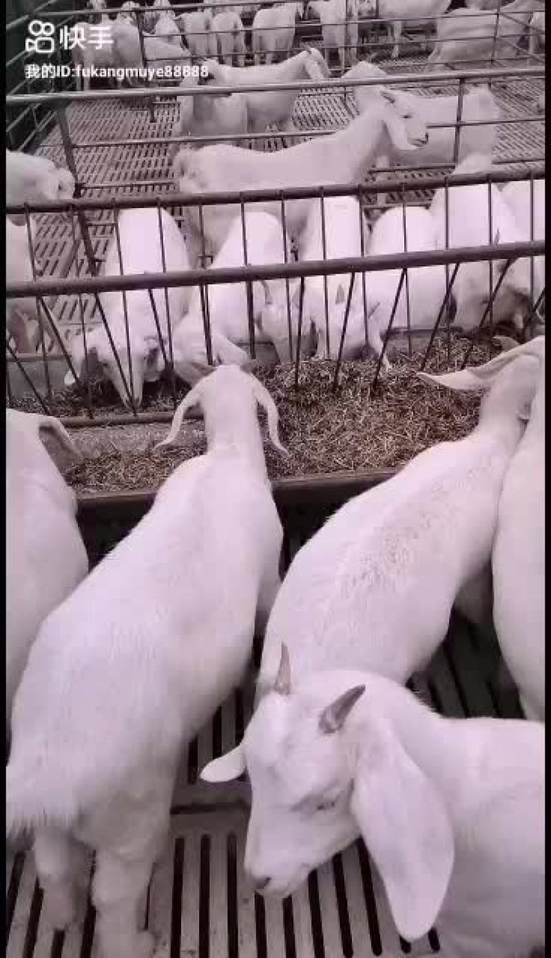 山羊优质品种抗病能力强长势快耐粗食易饲养