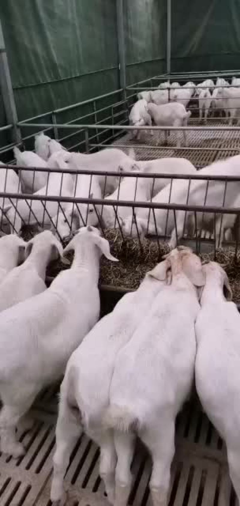 山羊优质品种抗病能力强长势快耐粗食易饲养