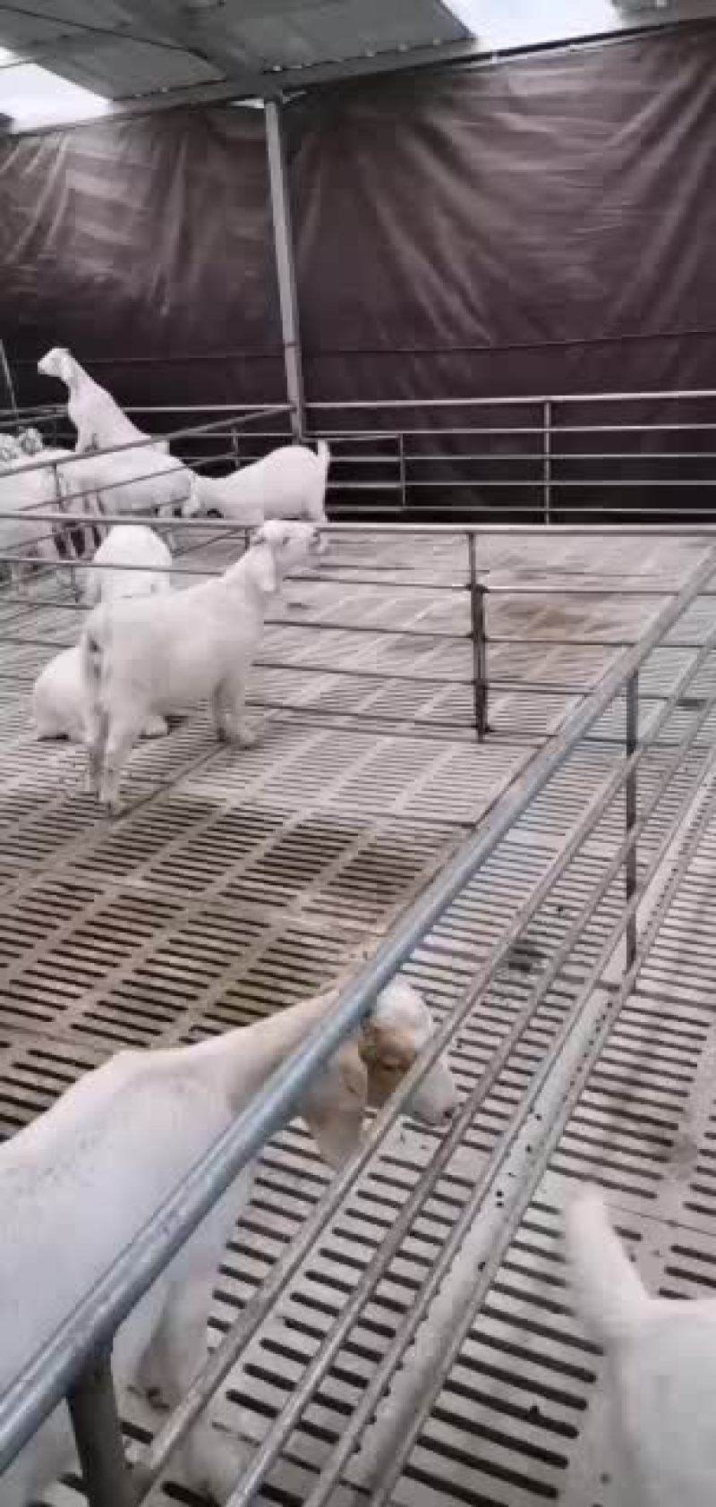山羊优质品种抗病能力强长势快耐粗食易饲养