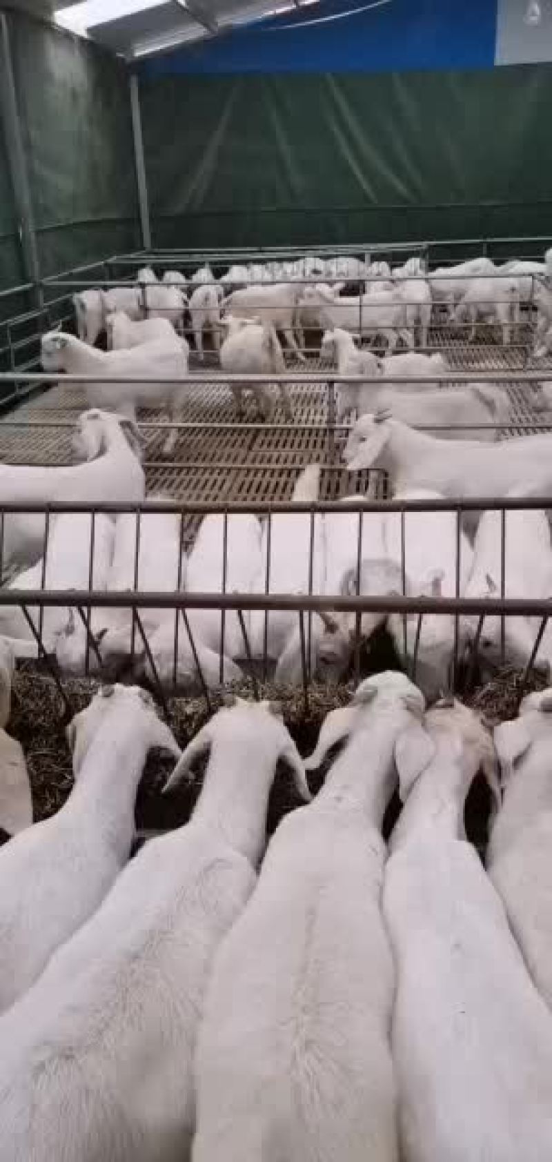山羊优质品种抗病能力强长势快耐粗食易饲养