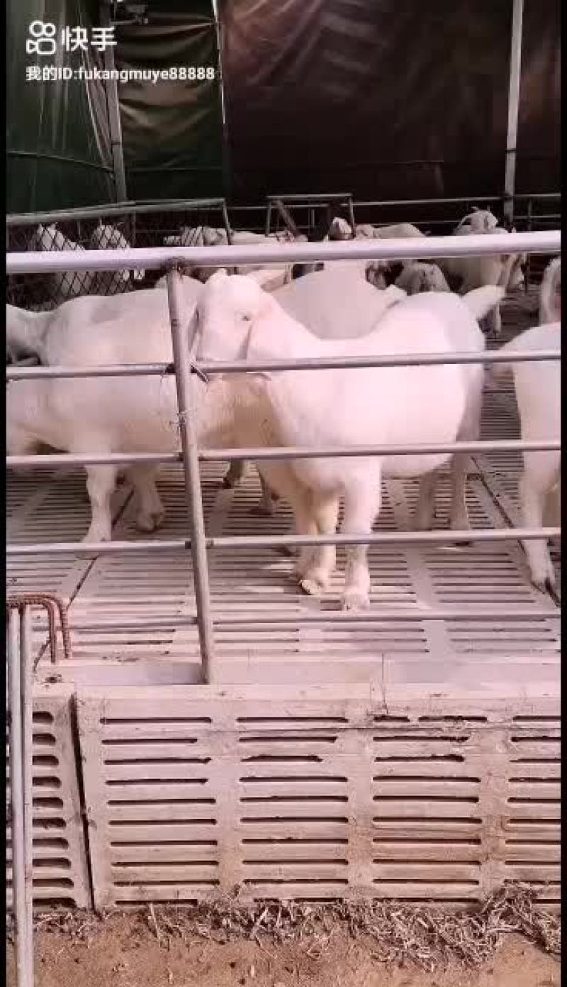 山羊优质品种抗病能力强长势快耐粗食易饲养