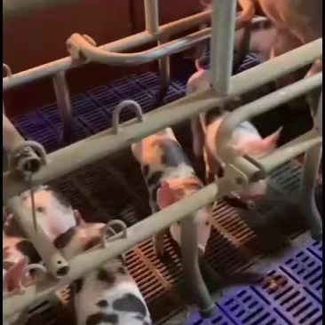 供皮特兰种公母猪，新美系二元后备对外订购欢迎新老客户选购