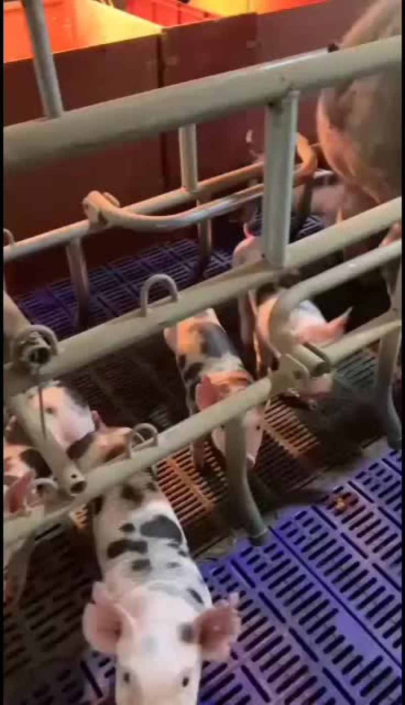 供皮特兰种公母猪，新美系二元后备对外订购欢迎新老客户选购