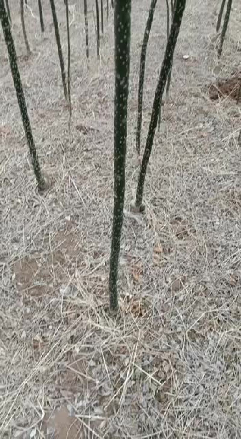 清地处理1一15公分国槐