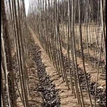 自家种植生茬地107杨树苗，质量如图，看好的联系