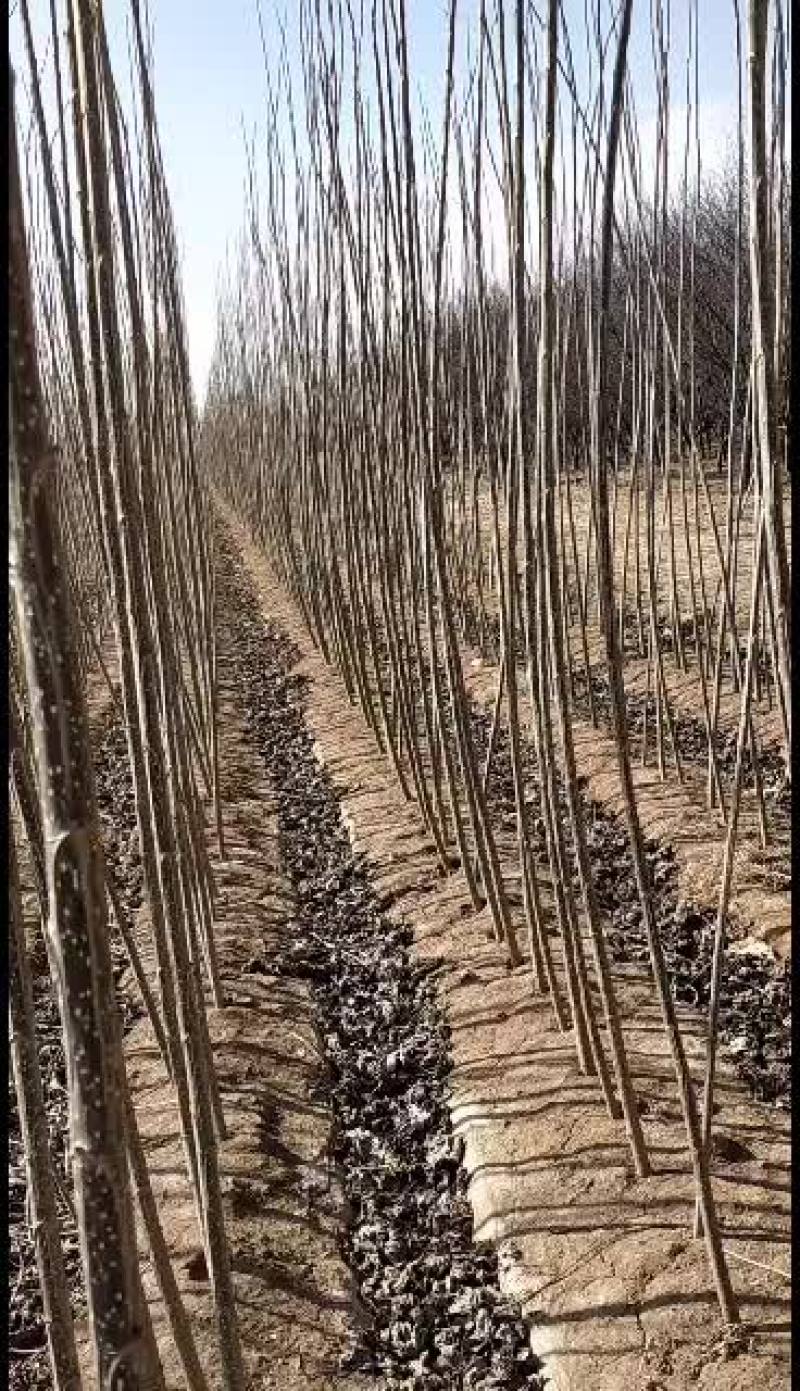 自家种植生茬地107杨树苗，质量如图，看好的联系