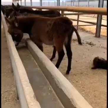 春季养驴德州肉驴三粉驴乌头驴对比下
