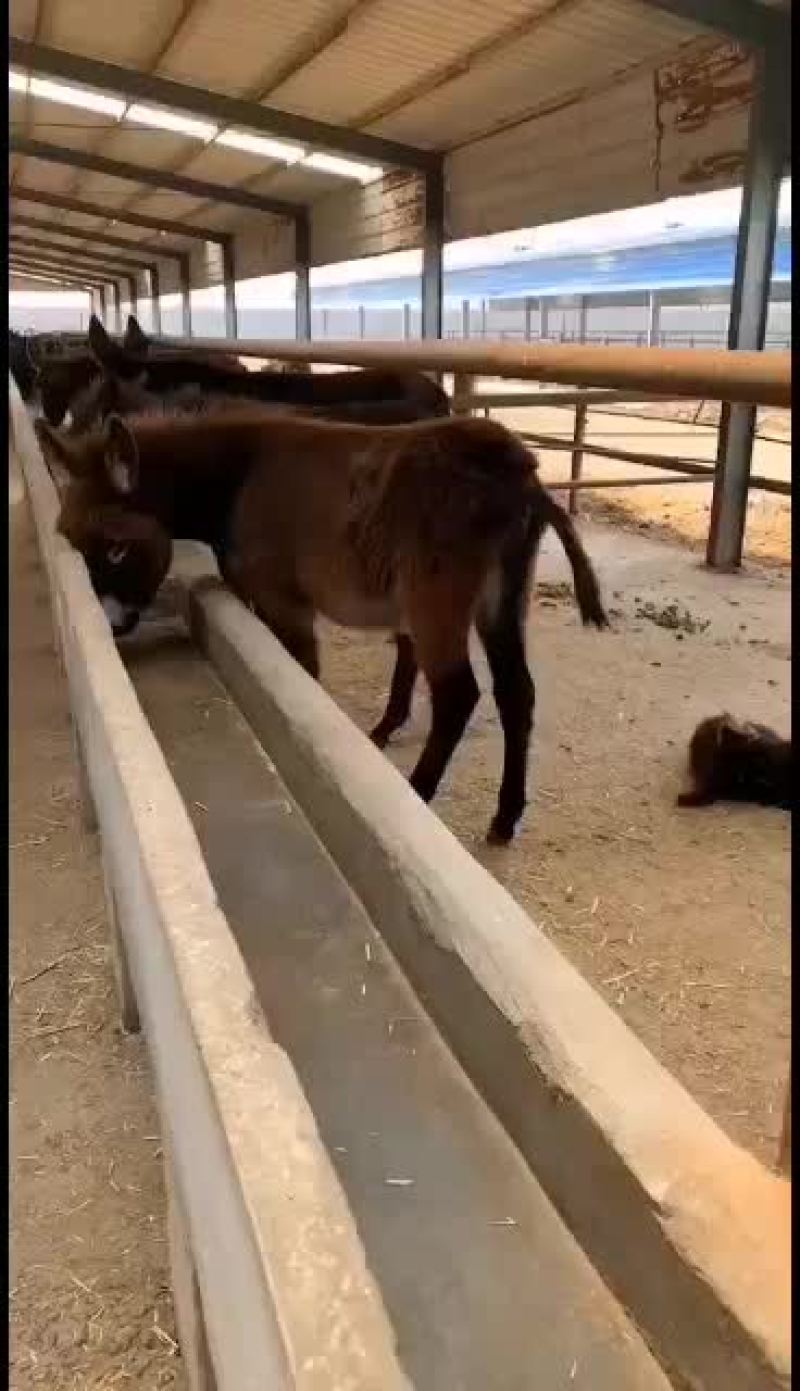 春季养驴德州肉驴三粉驴乌头驴对比下