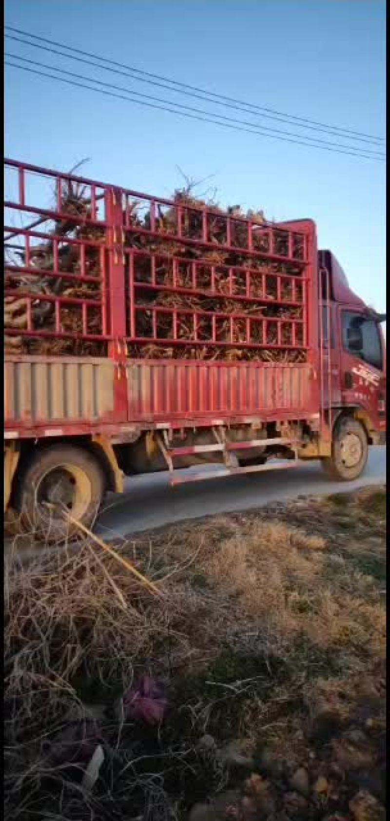 出售占地桃树10000颗，精品黄桃价格美丽，量大从优