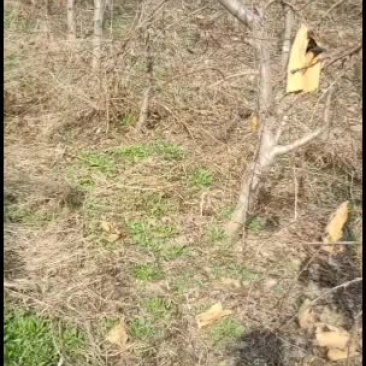 出售占地桃树10000颗，精品黄桃价格美丽，量大从优