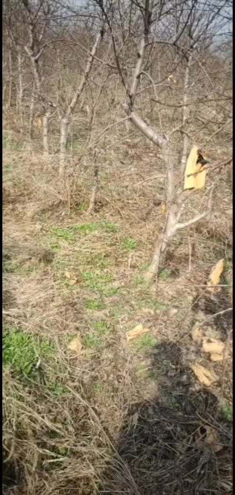 出售占地桃树10000颗，精品黄桃价格美丽，量大从优