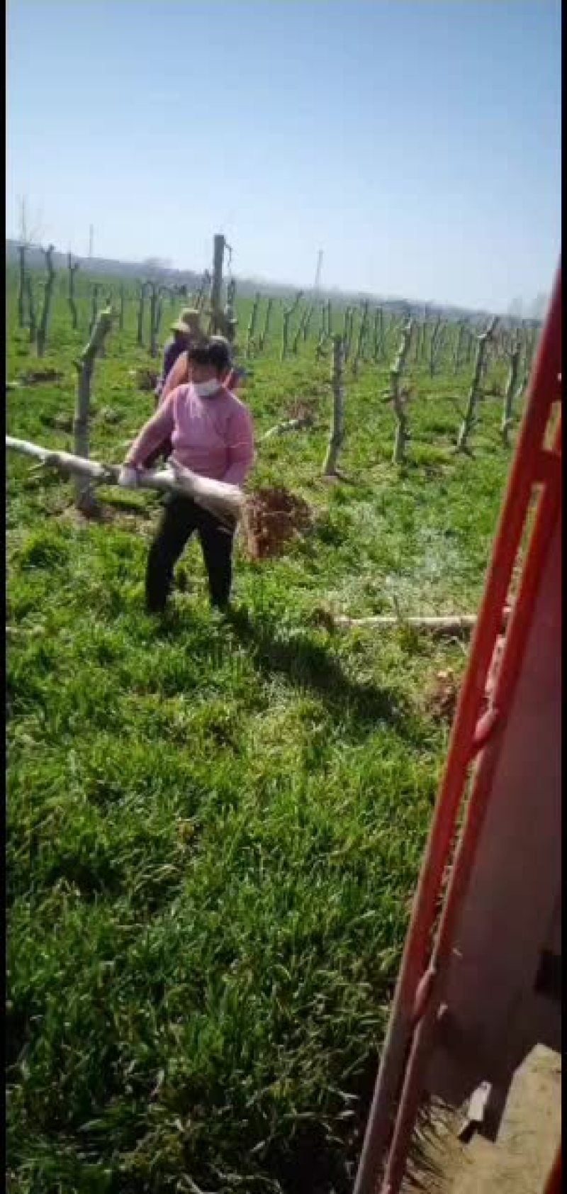 出售占地桃树10000颗，精品黄桃价格美丽，量大从优
