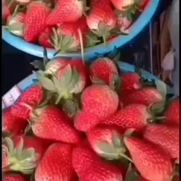 甜宝草莓中果大量上市有要的联系